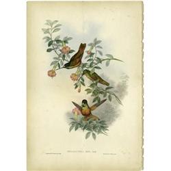 JOHN GOULD AND H.C. RICHTER, HELIANTHEA EOS JOHN GOULD AND H.C. RICHTER (British, 1804-1881)