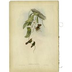 JOHN GOULD AND H.C. RICHTER, LOPHORNIS ORNATUS JOHN GOULD AND H.C. RICHTER (British, 1804-1881)