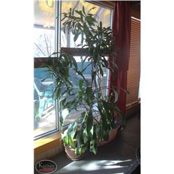 LOCATION #1. LOT OF 2 POTTED PLANTS IN CERAMIC PLANTERS