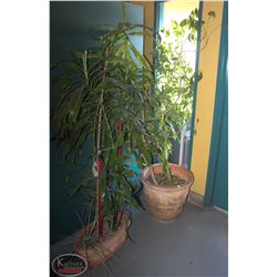 LOCATION #1. LOT OF 2 POTTED PLANTS IN CERAMIC PLANTERS