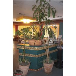 LOCATION #1. LOT OF 3 POTTED PLANTS IN CERAMIC PLANTERS