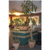 Image 1 : LOCATION #1. LOT OF 3 POTTED PLANTS IN CERAMIC PLANTERS