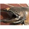 Image 2 : Large Salmon Taxidermy Mount