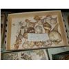 Image 10 : Magnificent Collection of Seashells