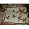 Image 11 : Magnificent Collection of Seashells