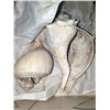Image 16 : Magnificent Collection of Seashells