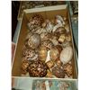Image 5 : Magnificent Collection of Seashells