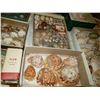 Image 7 : Magnificent Collection of Seashells