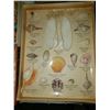 Image 9 : Magnificent Collection of Seashells