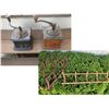 Image 1 : Country Coffee Grinders and Hat Racks