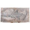 Image 1 : 210 Million Year Old Ichthyosaur Aquatic Reptile
