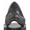 Image 1 : Carcharodon megalodon Shark's Tooth