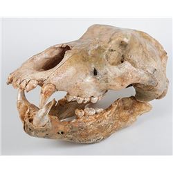 Cave Bear Skull