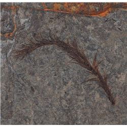 Complete Dinosaur Feather