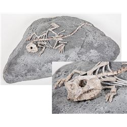 Complete Psittacosaurus Dinosaur