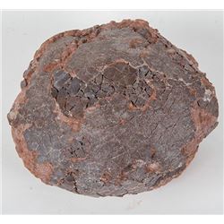 Dinosaur Egg Museum Quality