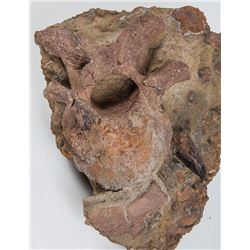 Dinosaur Vertebrae With T-Rex Tooth