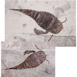 Eurypterids, Sea Scorpions Positive and Negative Slab