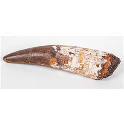 Huge Spinosaurus Dinosaur Tooth