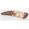 Image 1 : Huge Spinosaurus Dinosaur Tooth