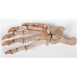 Juvenile Cave Bear Foot