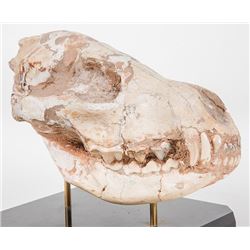 Mammal Hyena Ictitherium Skull