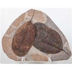 Pair of Rare Large Trilobites