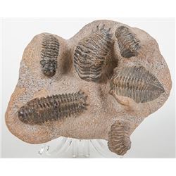 Six Trilobites