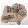 Image 1 : Six Trilobites