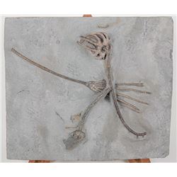 Three Crinoids From the Famous Crawfordsville, Indiana Beds