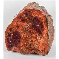 Partial Polished Petrified Wood Log Section