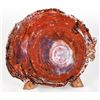 Image 1 : Petrified Rainbow Colored Wood