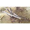 Image 3 : WOOD HANDLED PLOW