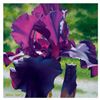 Image 1 : Brian Davis, "Passionate Purple Iris" Limited Edition Giclee on Canvas, Numbered and Hand Signed wit