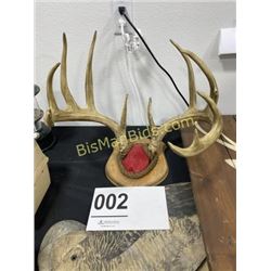 Whitetail Antler Mount