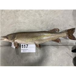 Northern Pike Taxidermy Mount