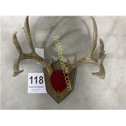 Whitetail Deer Antler Mount