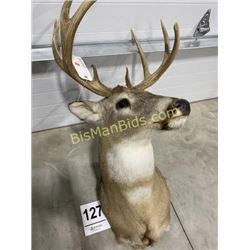 Whitetail Deer Mount