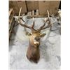 Image 2 : Vintage Elk Neck Mount