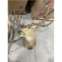 Mule Deer Head Mount - Loose Antler
