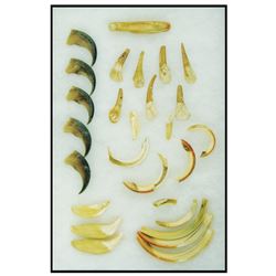 Ivory Relic Display