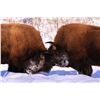 Image 2 : ALASKA GOVERNOR’S PERMIT - CHITINA BISON ZONE DI450