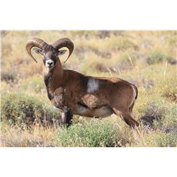 5 FULL DAY ARGENTINA BIG GAME HUNT (Including two trophy fees) FOR 1 HUNTER