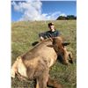 Image 2 : 3 DAY CALIFORNIA TULE ELK COW/WILD HOG HUNT FOR 1 YOUTH/FEMALE/FIRST TIME HUNTER AND 1 OBSERVER