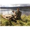 Image 2 : 9 DAY BRITISH COLUMBIA MOOSE HUNT FOR 1 HUNTER