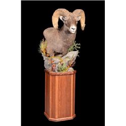 Sheep Shoulder Mount by Monarch Taxidermy