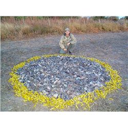 5 DAY UNLIMITED DOVE WINGSHOOTING FOR 4 HUNTERS