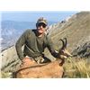 Image 1 : 7 NIGHT / 6 DAY CHAMOIS HUNT FOR 1 HUNTER - CHOICE OF ALPINE, BALKAN, OR CARPATHIAN