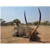 Image 1 : 7 DAY AFRICAN PLAINS GAME FOR 2 HUNTERS WITH $2,000 TROPHY CREDIT EACH HUNTER
