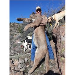 5 DAY ARIZONA MOUNTAIN LION HUNT FOR ONE HUNTER